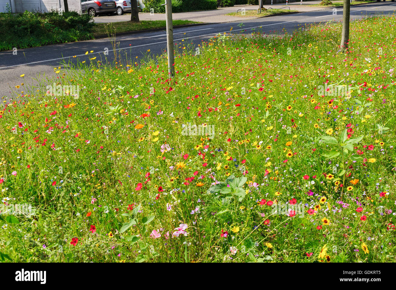 Urban wild flowers hi-res stock photography and images - Alamy