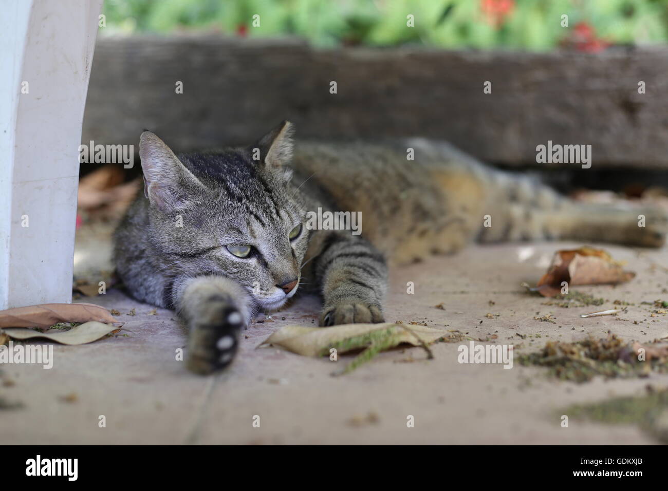 Aware Cat, Cat Lay Alert. Street cat lying alert on the floor in the garden. Stock Photo