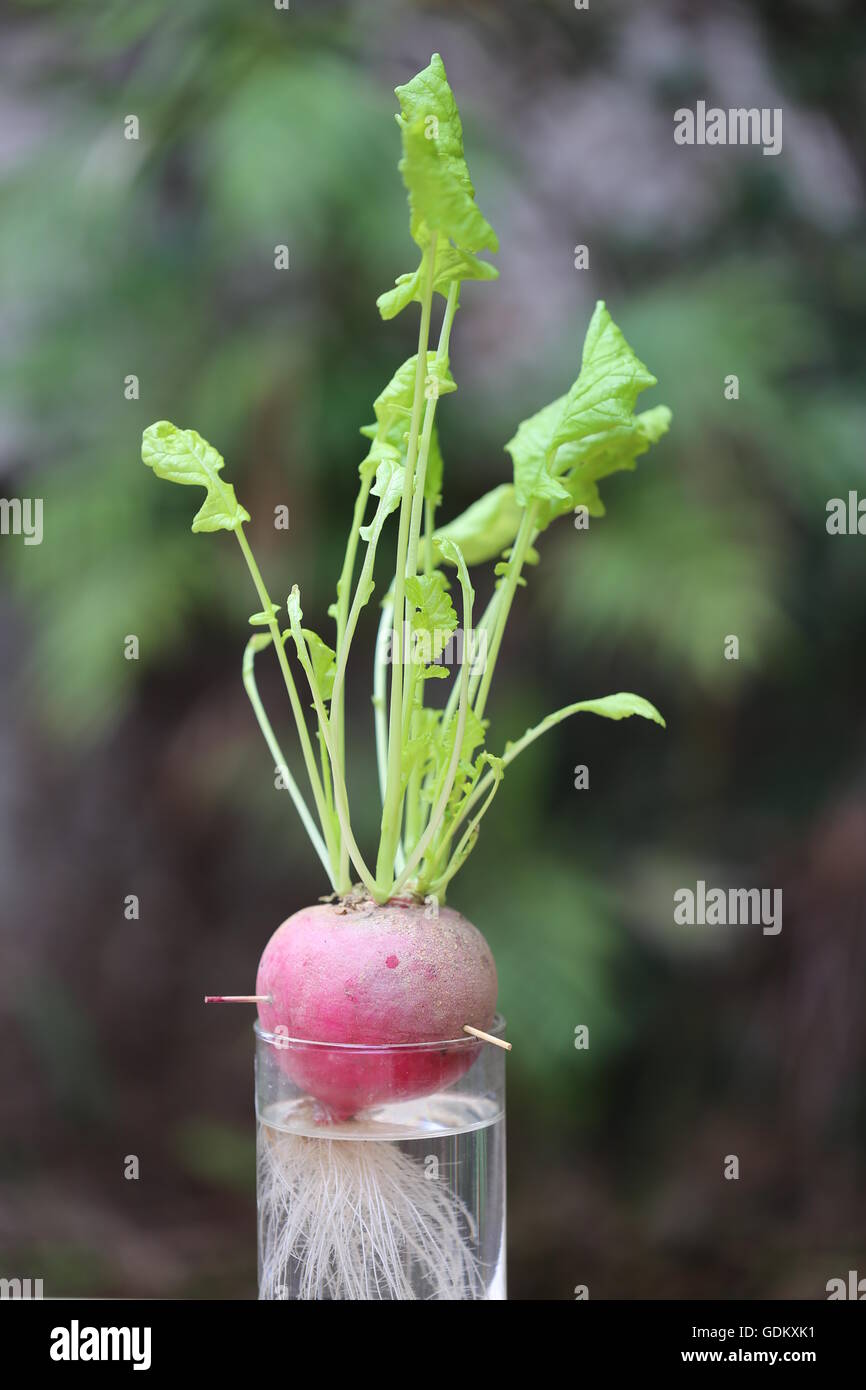 Radish Growing Leaves. Growing radish leaves at home in water. homemade Radish implementing. Great idea for parents nature education. Stock Photo