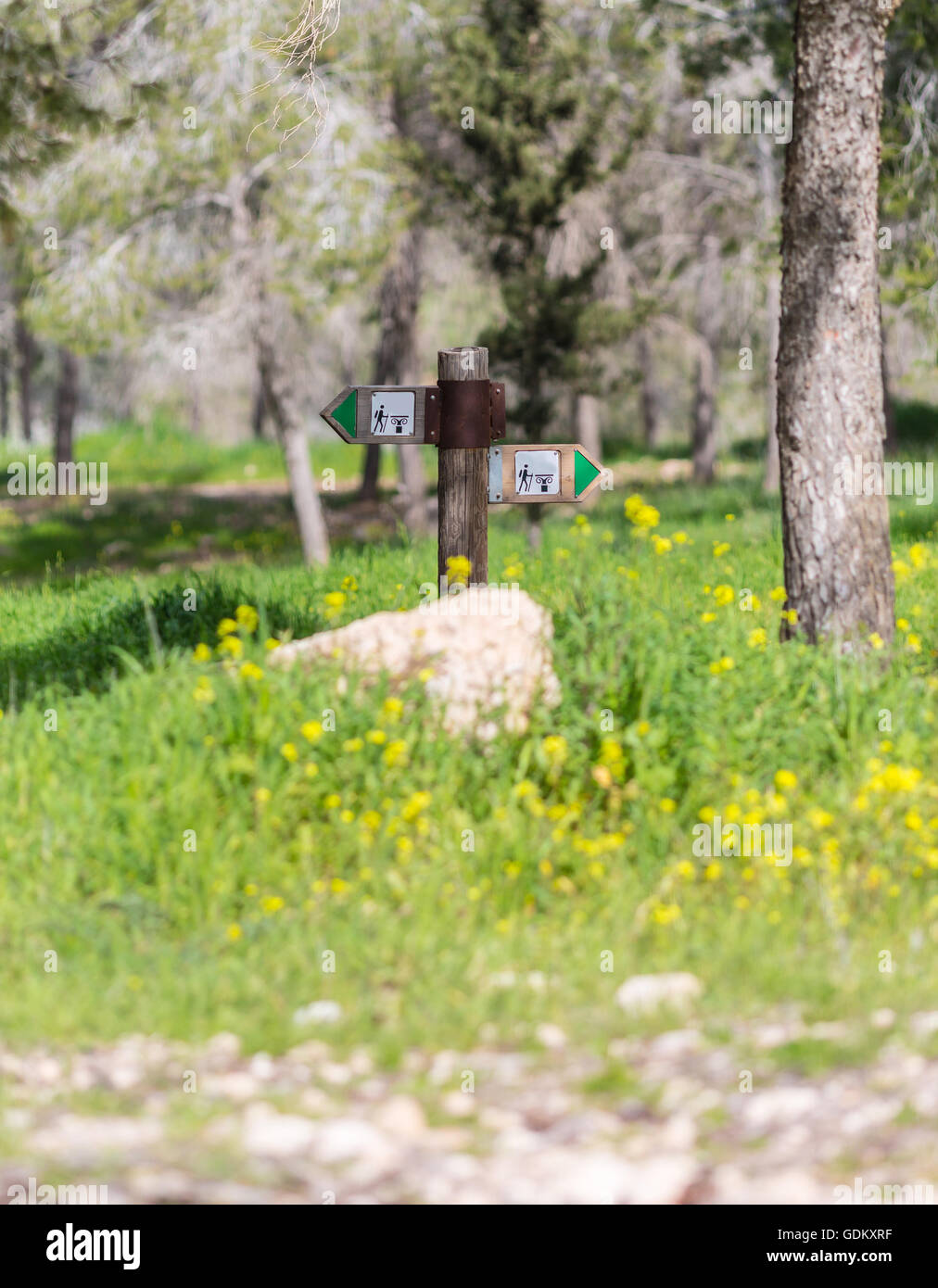 pointer in the woods with yellow flowers Stock Photo - Alamy
