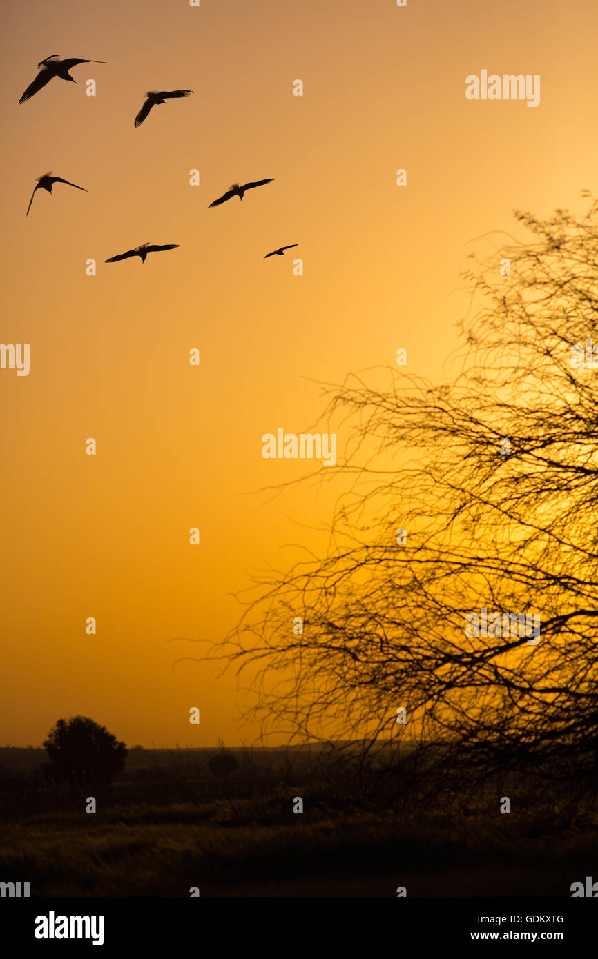 flock of birds flying in the sunset background Stock Photo - Alamy