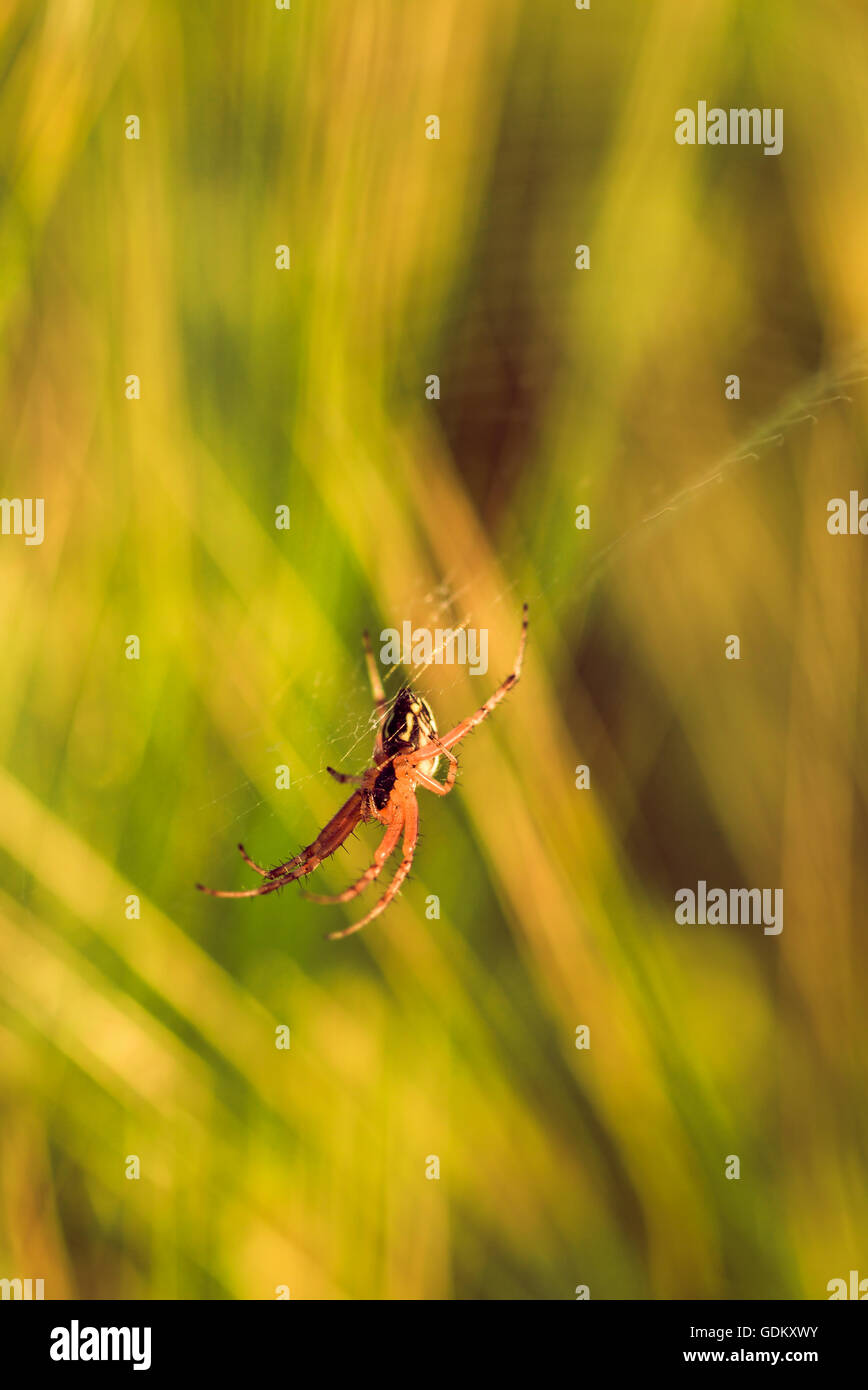 insect closeup spider sitting on a spider web Stock Photo - Alamy