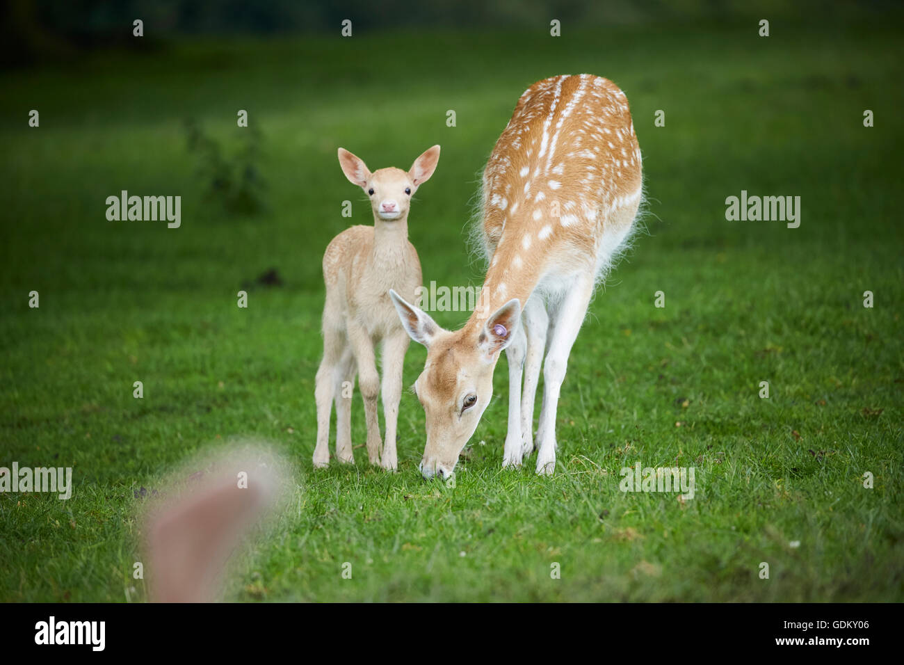 Knowsley Safari Park is a zoological park and tourist attraction in the Knowsley area of Merseyside, England conservation and re Stock Photo