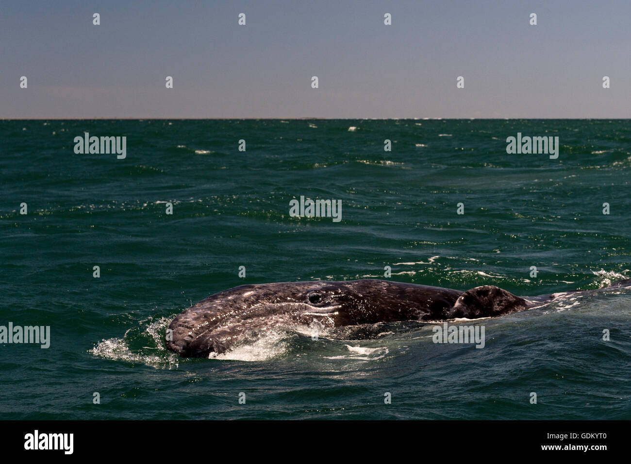 Gray Whale calf (Eschrichtius robustus) San Ignacio Lagoon, Baja California, Mexico Stock Photo