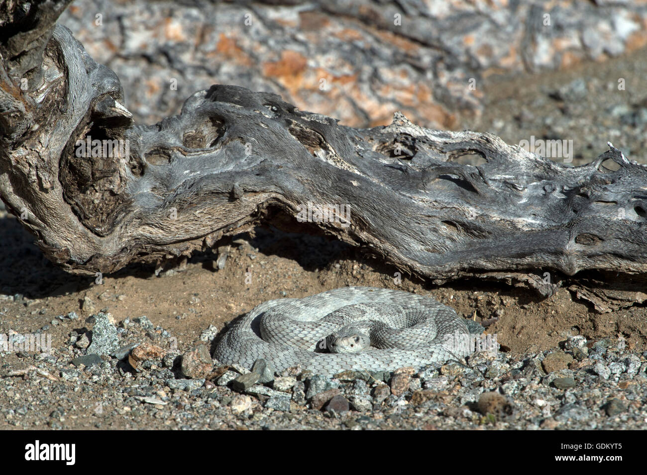 Santa Catalina Rattlesnake (Crotalus catalinensis) Santa Catalina, Baja California, Mexico Stock Photo