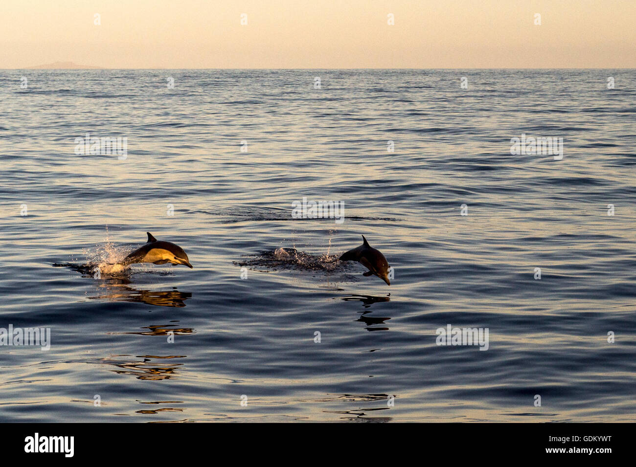 Long-beaked Common Dolphins Pacific Ocean, Baja California, Mexico Stock Photo