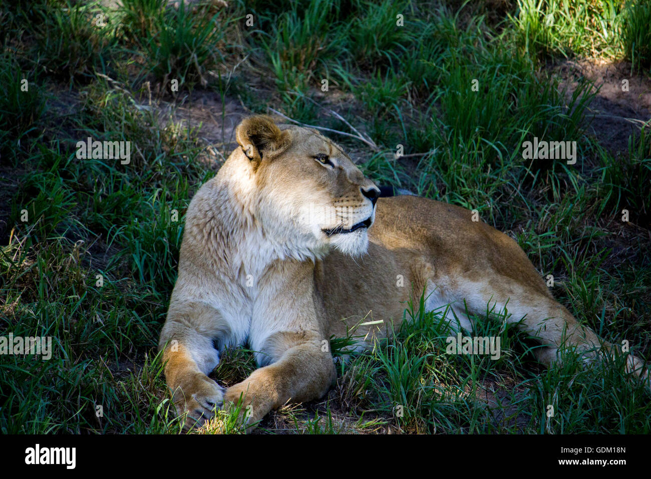 Resting Lioness Stock Photo