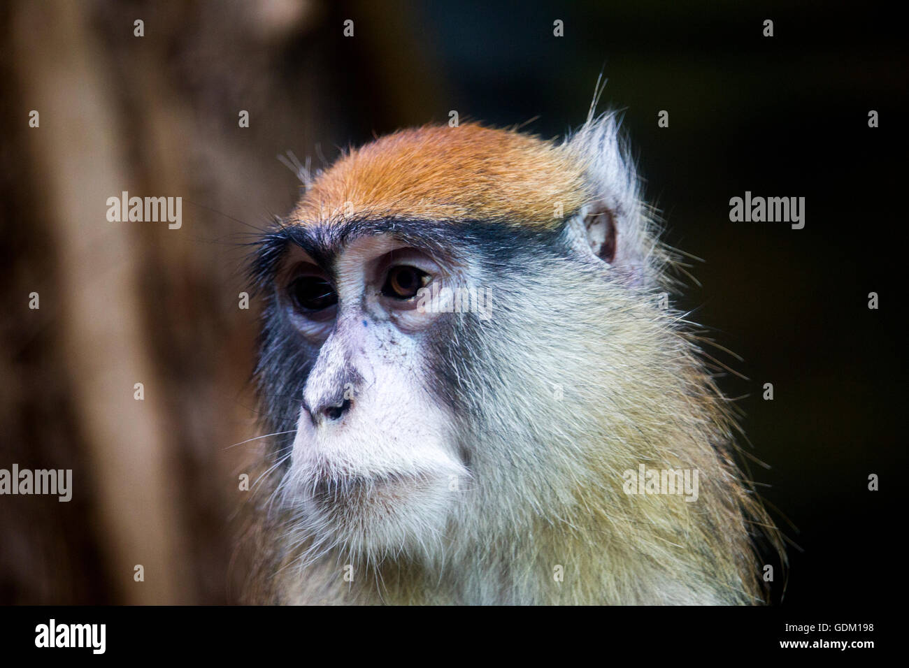 Patas monkey portrait Stock Photo