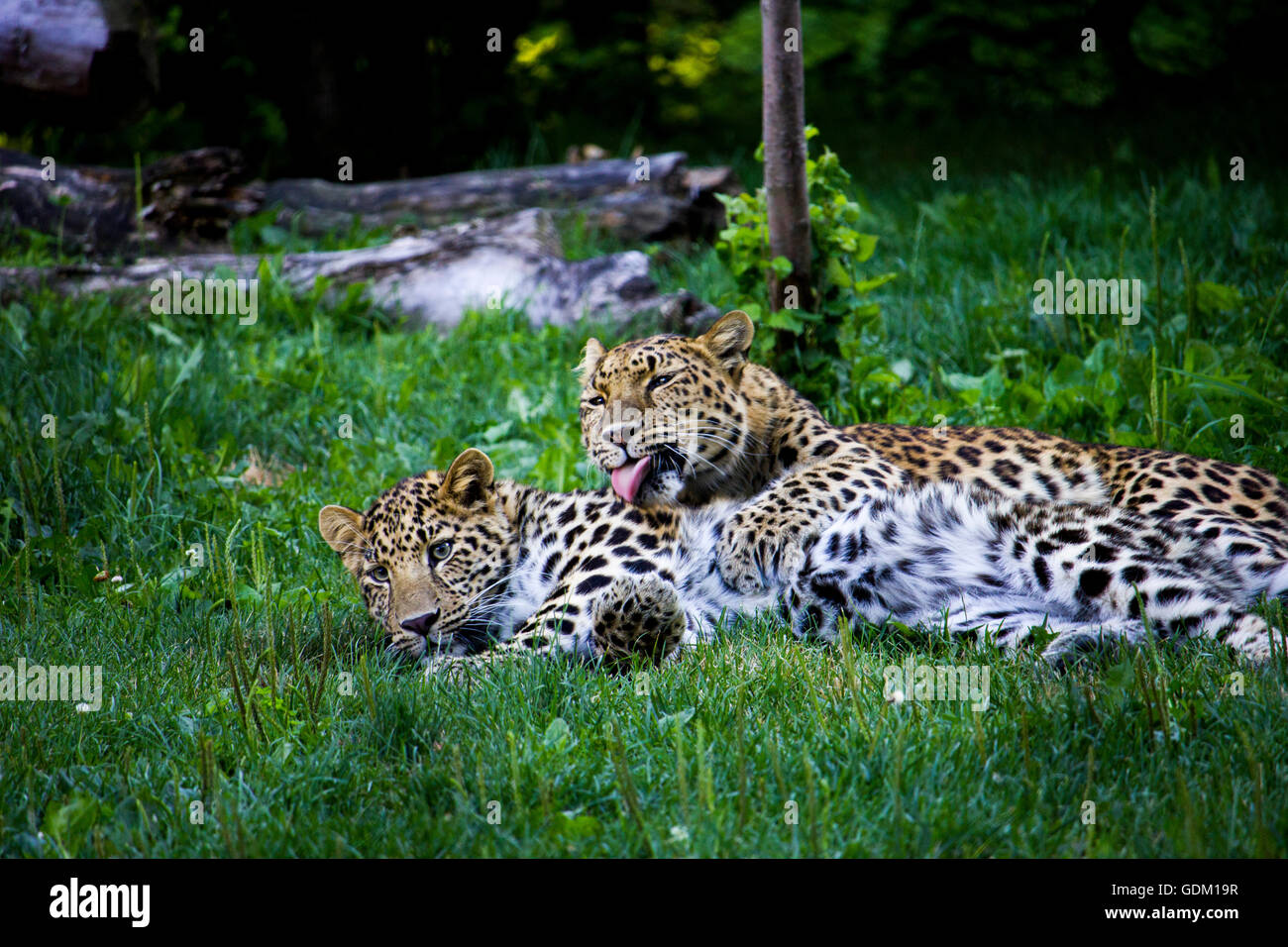 Amur Leopards grooming Stock Photo