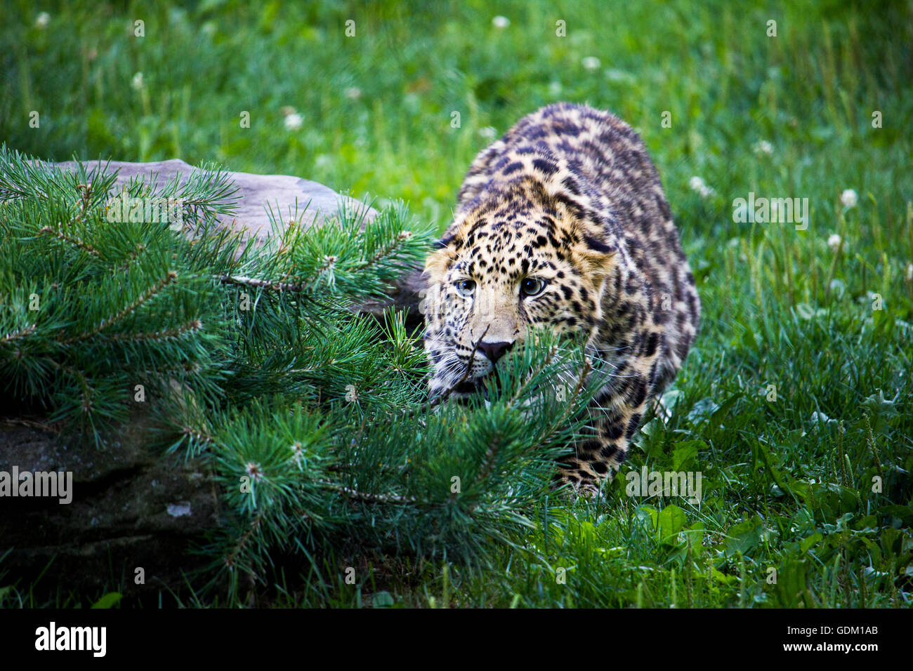 Amur Leopard ready to punce Stock Photo