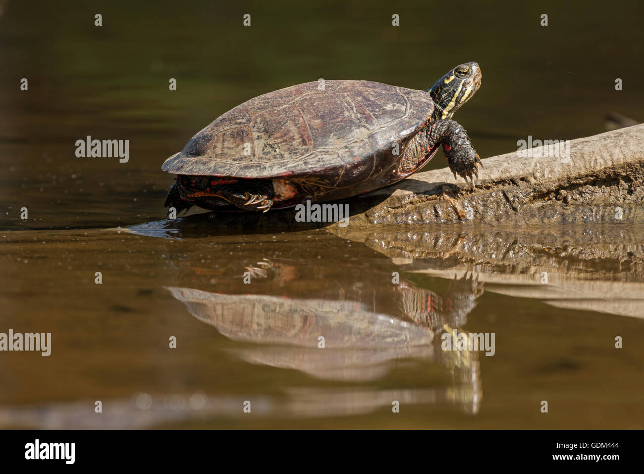 Northern red-bellied cooter Pseudemys rubriventris basking on a log ...