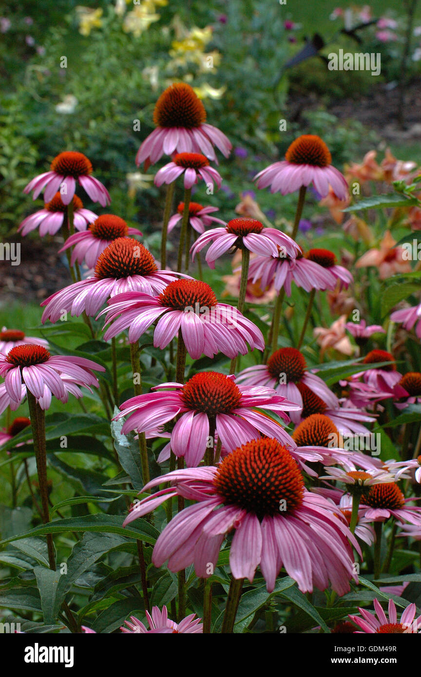 Echinacea purpurea Magnus Stock Photo Alamy