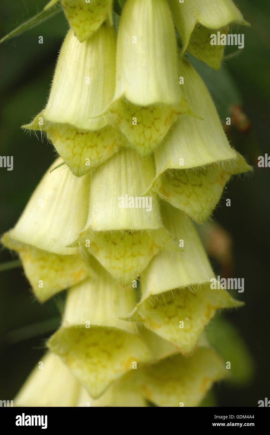 Digitalis grandiflora, close up, macro Stock Photo