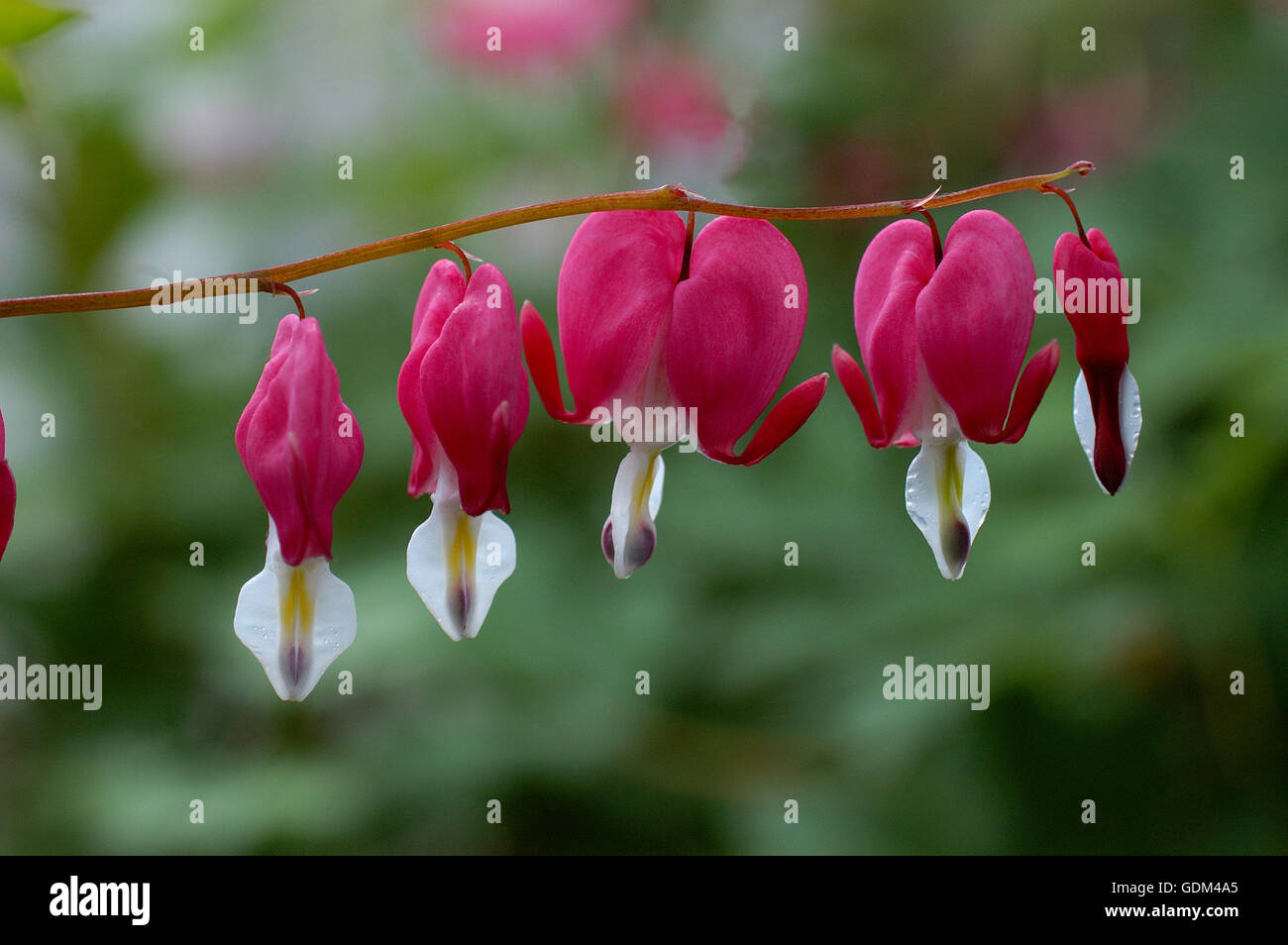 Dicentra spectabilis, bleeding heart, flowerscape, Gold Heart cultivar , Lamprocapnos Stock Photo