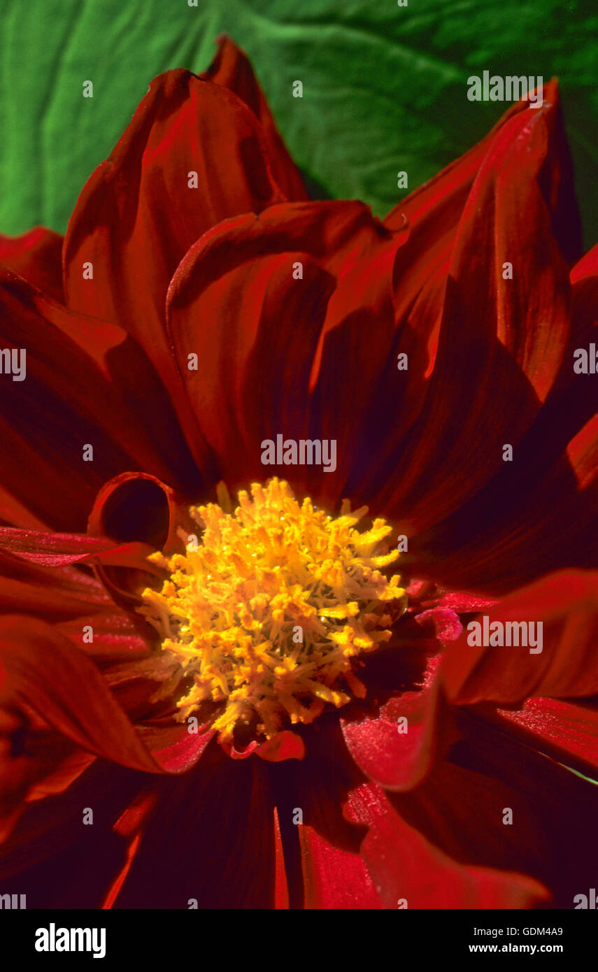 Dahlia  red with yellow center Stock Photo