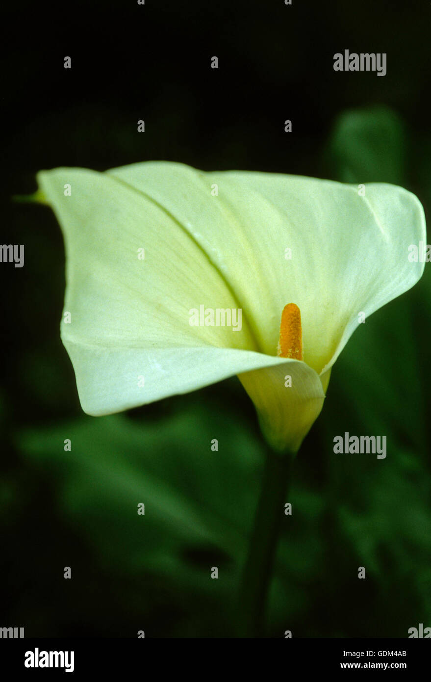 Zantedeschia aethiopica , Calla Lily, arum Stock Photo