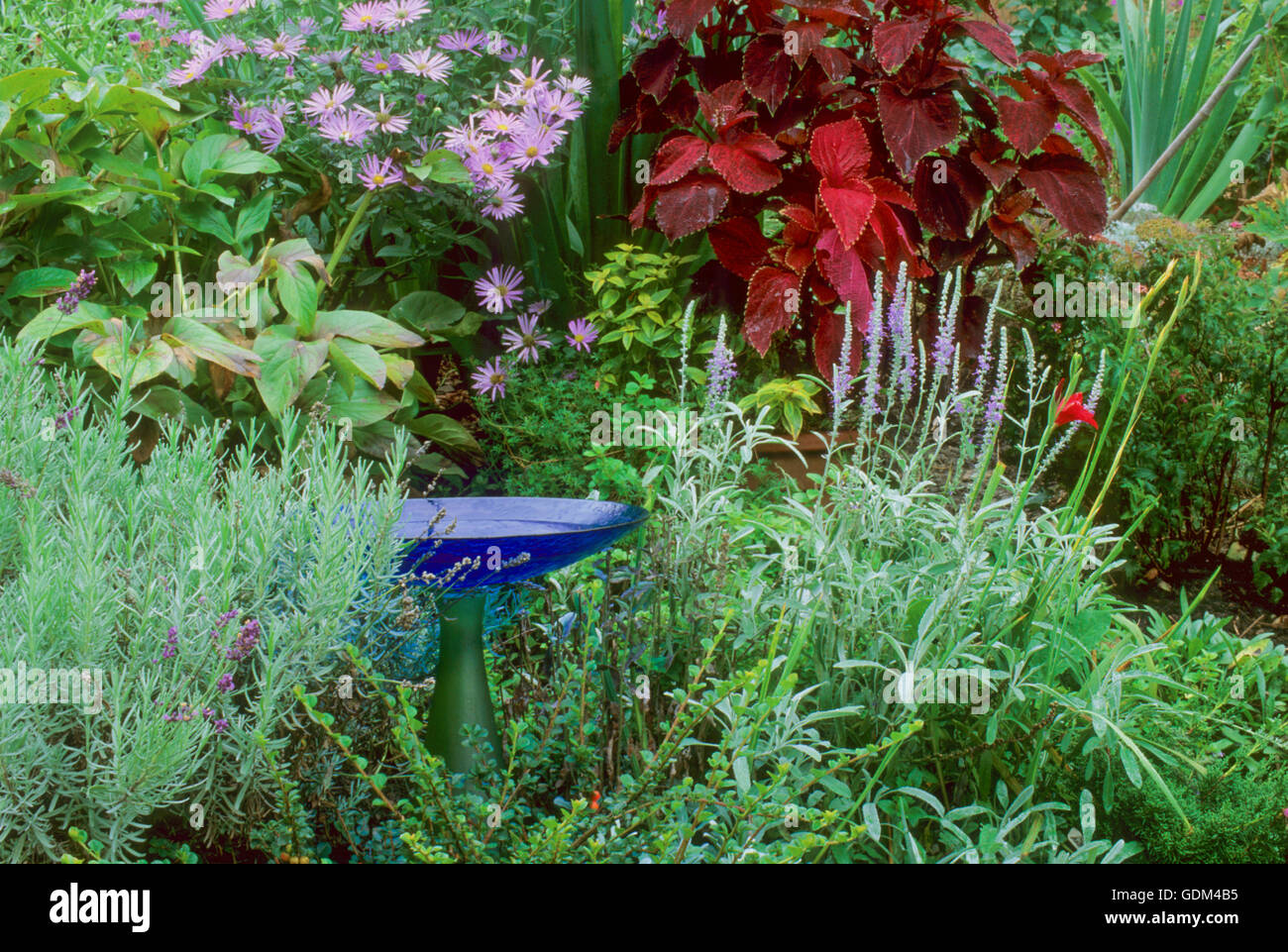 Blue glass birdbath in garden setting Stock Photo