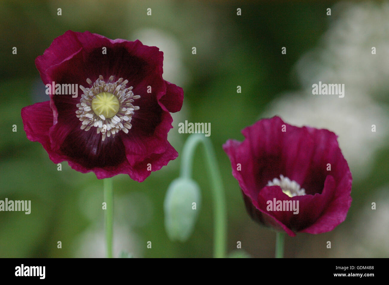 Papaver, Poppy ' LAURENS GRAPE, Purple breadseed poppy Stock Photo Alamy