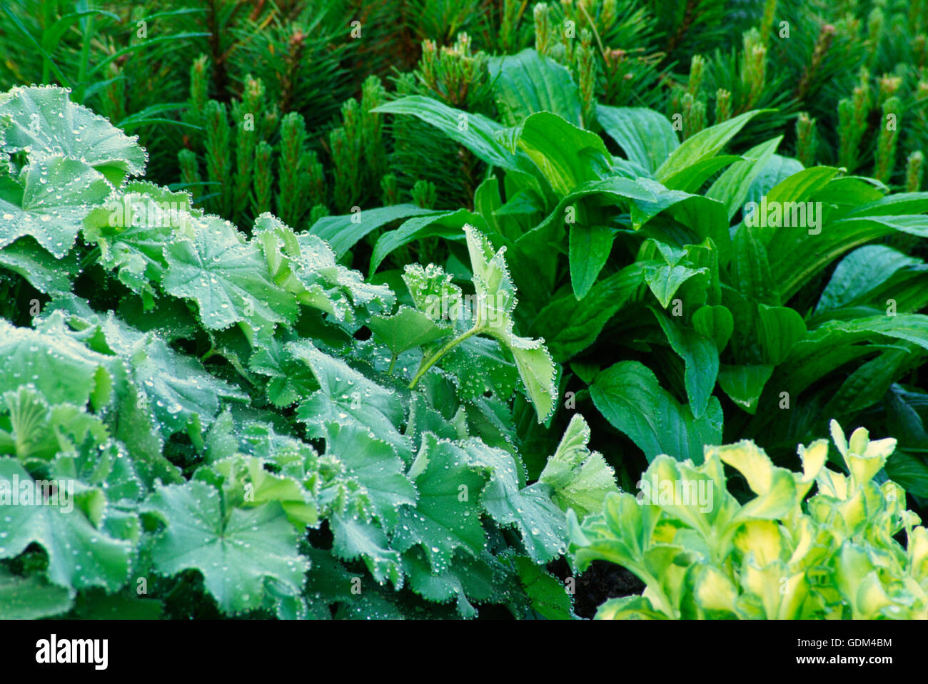 Greenery in the garden,:Alchemilla, sedum, Pinus mugo, digitalis Stock Photo