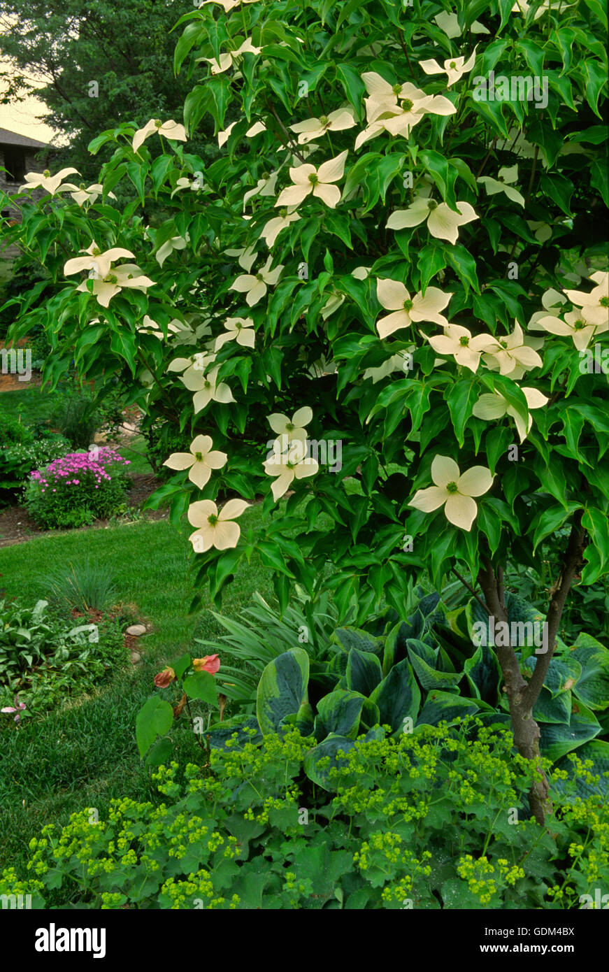 Cornus kousa blooming in garden Stock Photo