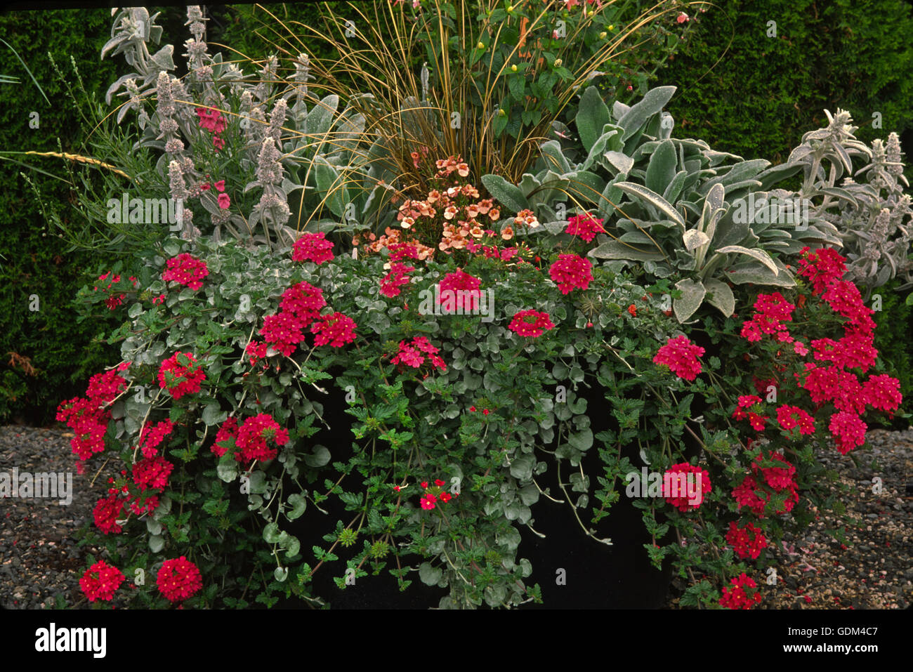 Container with Stachys, verbena, dichondra, and Carex Stock Photo