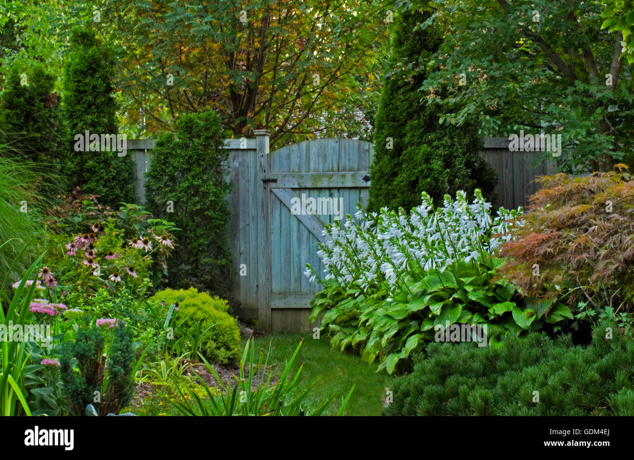 Garden gate with grass path lined with Hosta plantaginea in bloom., side garden Stock Photo
