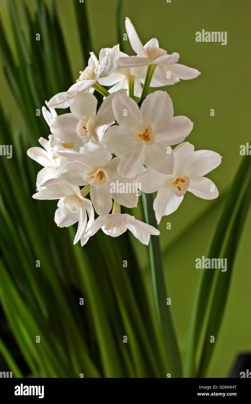 Paperwhite Narcissus,Paperwhites (Narcissus tazetta) Stock Photo