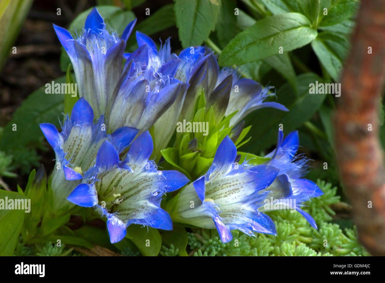 Gentian langodechina Stock Photo