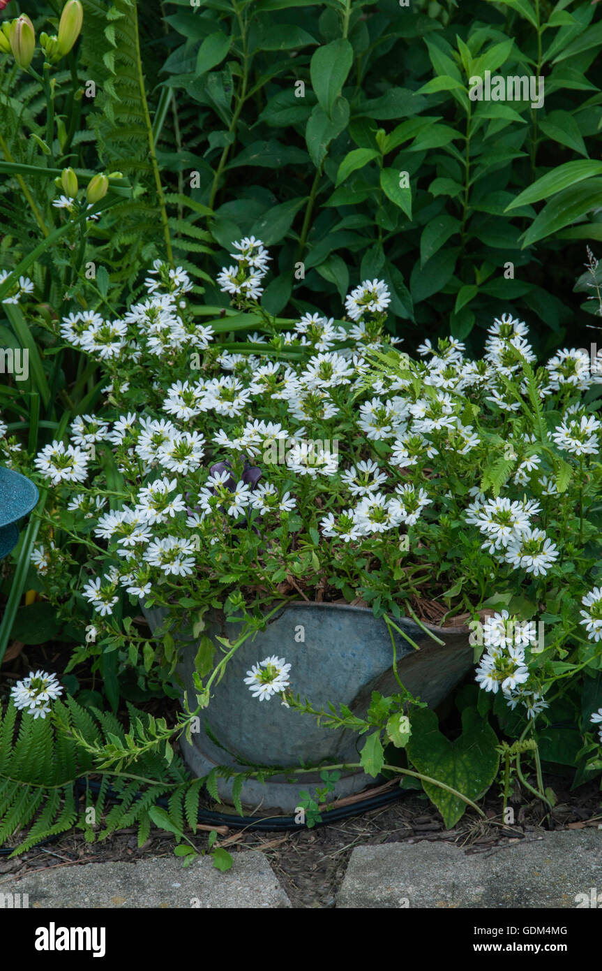 white, Fan Flower,Scaevola, coal scuttle planter Stock Photo