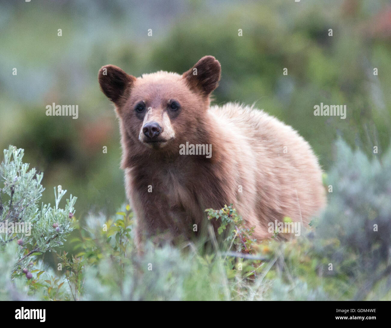 Cinnamon colored American Black Bear Yearling in Roosevelt Lodge area