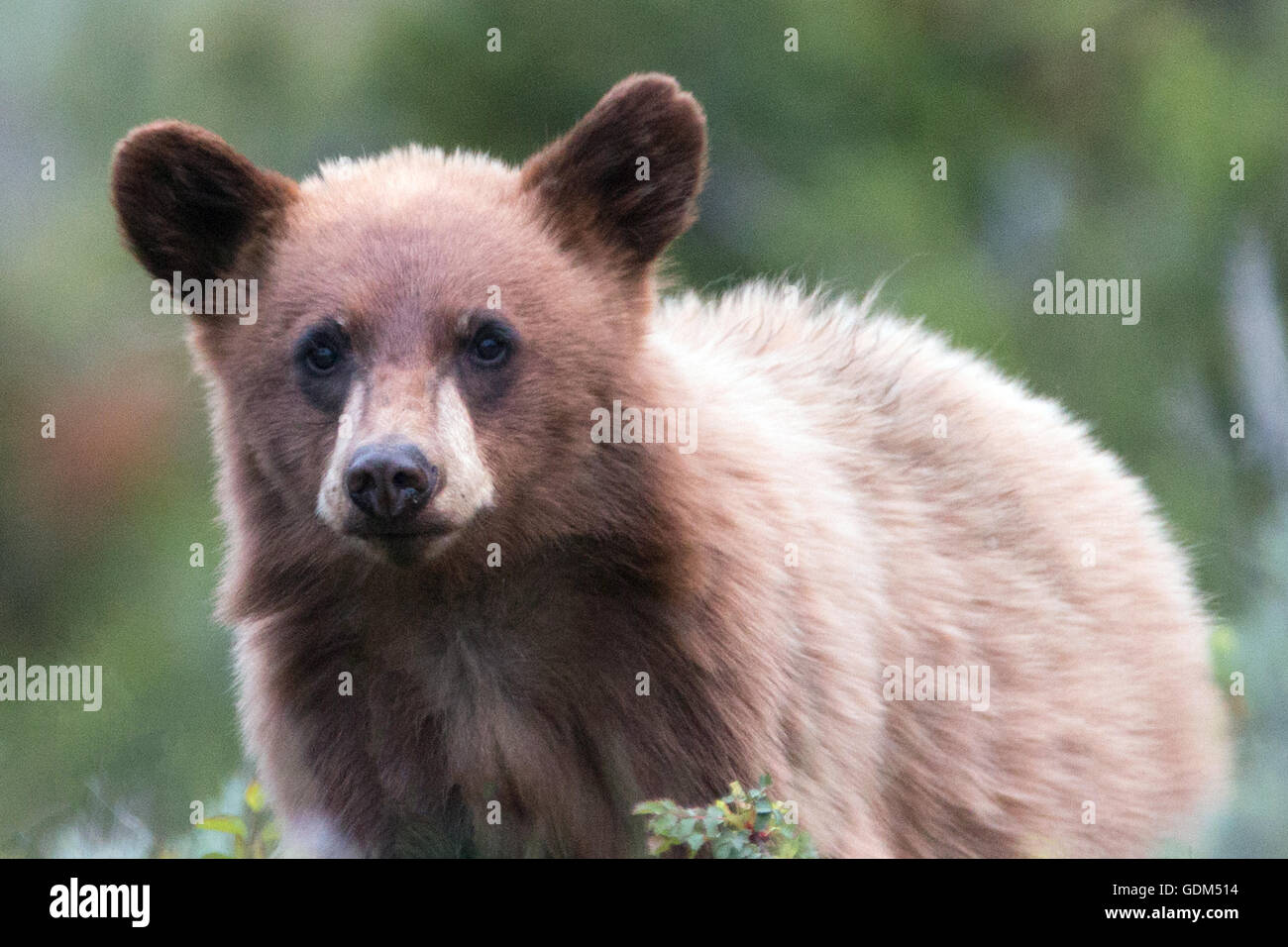 Cute yearling cub hires stock photography and images Alamy