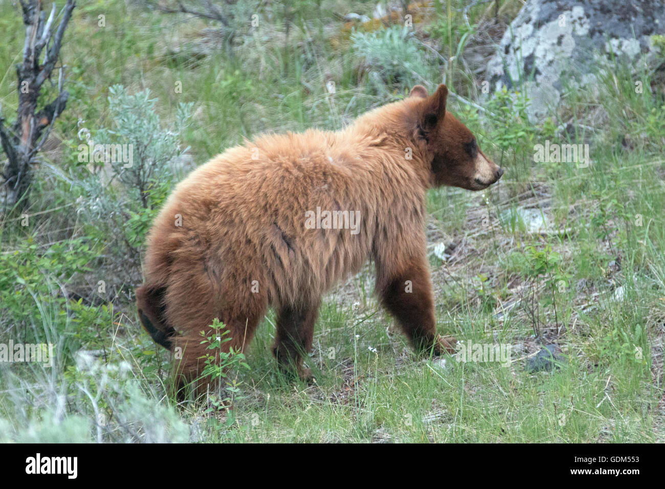 Cinnamon colored Black Bear Cub / Yearling in Roosevelt Lodge area of