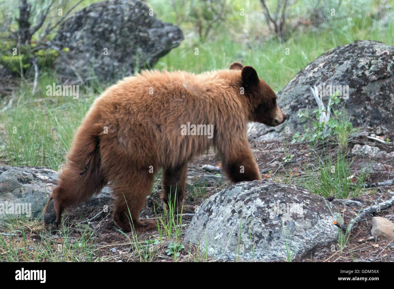 Cinnamon colored Black Bear Cub / Yearling in Roosevelt Lodge area of