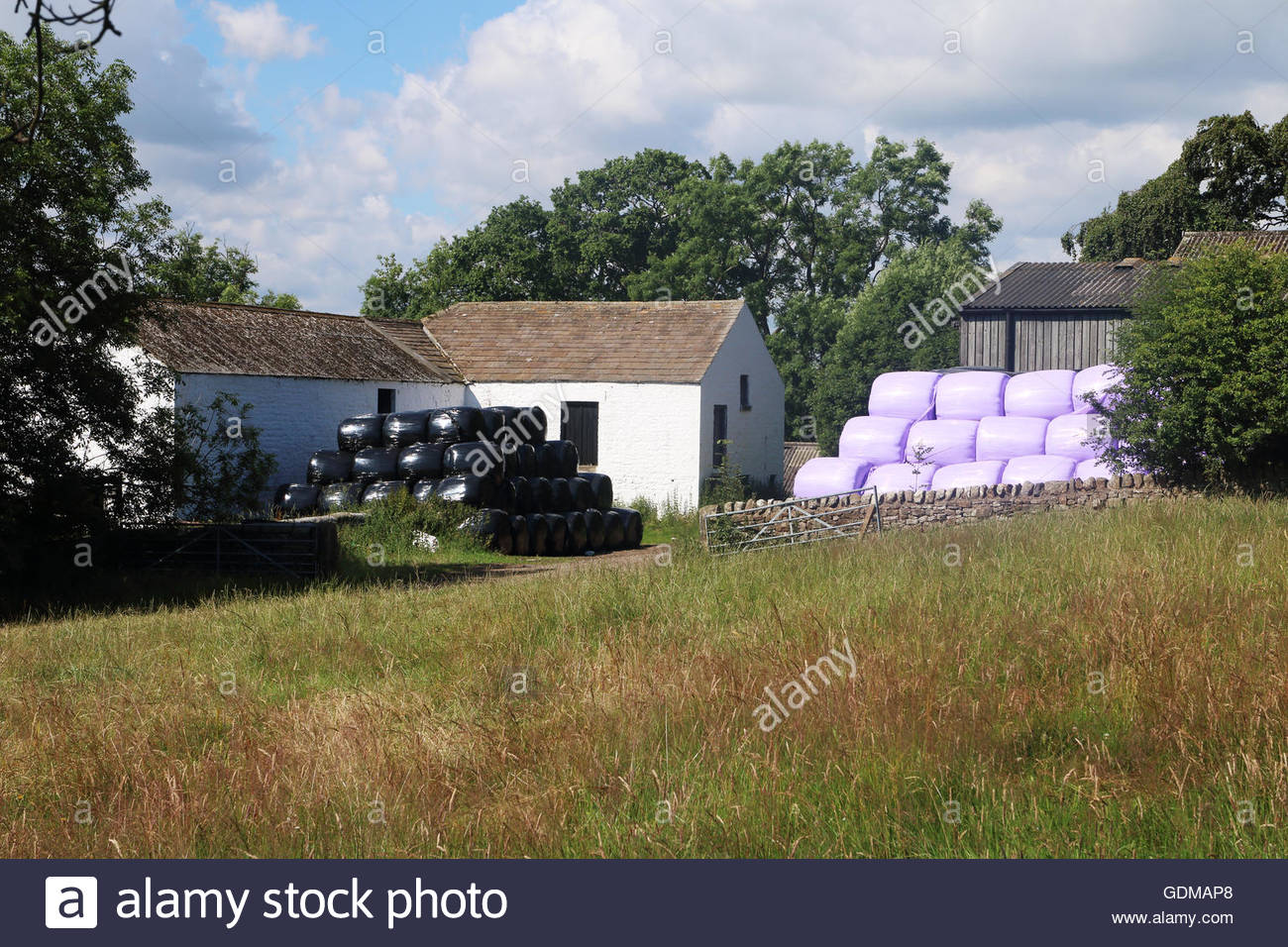 Purple Silage Bales Stock Photos & Purple Silage Bales Stock ...