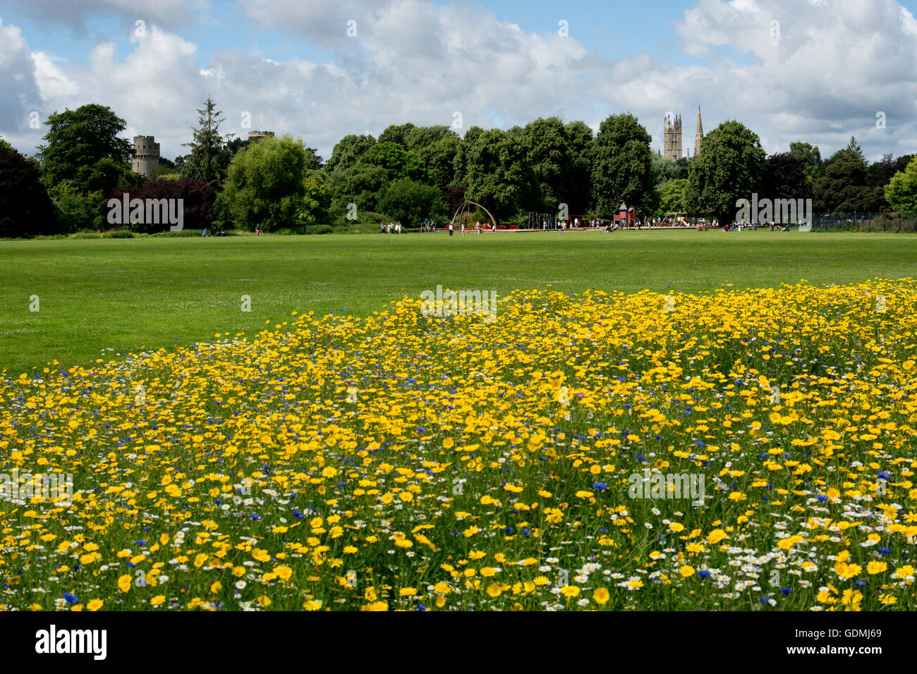 Wildflower meadow planted at St. Nicholas Park, Warwick, UK Stock Photo