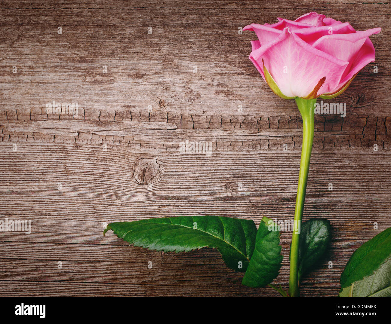 pink rose head on the wooden background Stock Photo