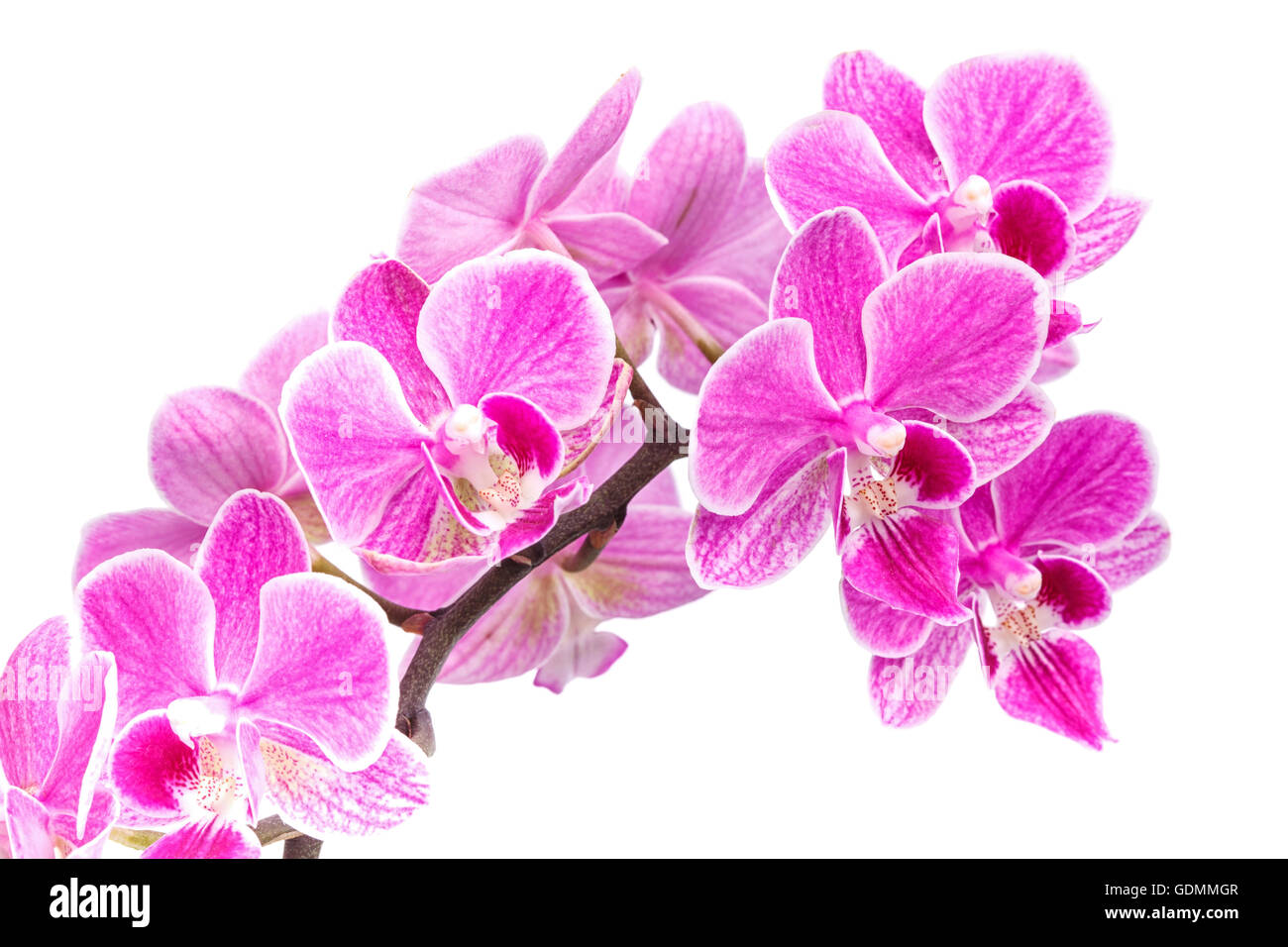 branch of pink orchids isolated on a white background Stock Photo - Alamy