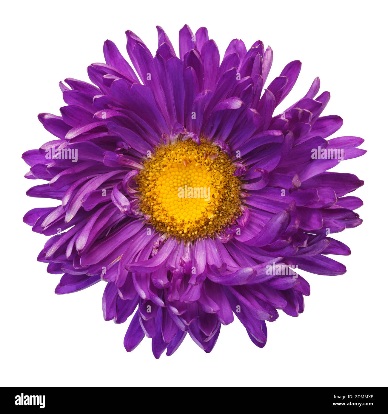 beautiful purple flower isolated on white background Stock Photo