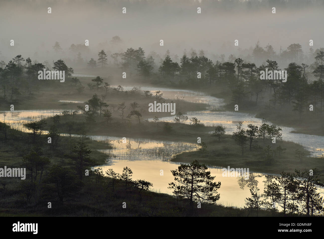 Misty swamp Stock Photo
