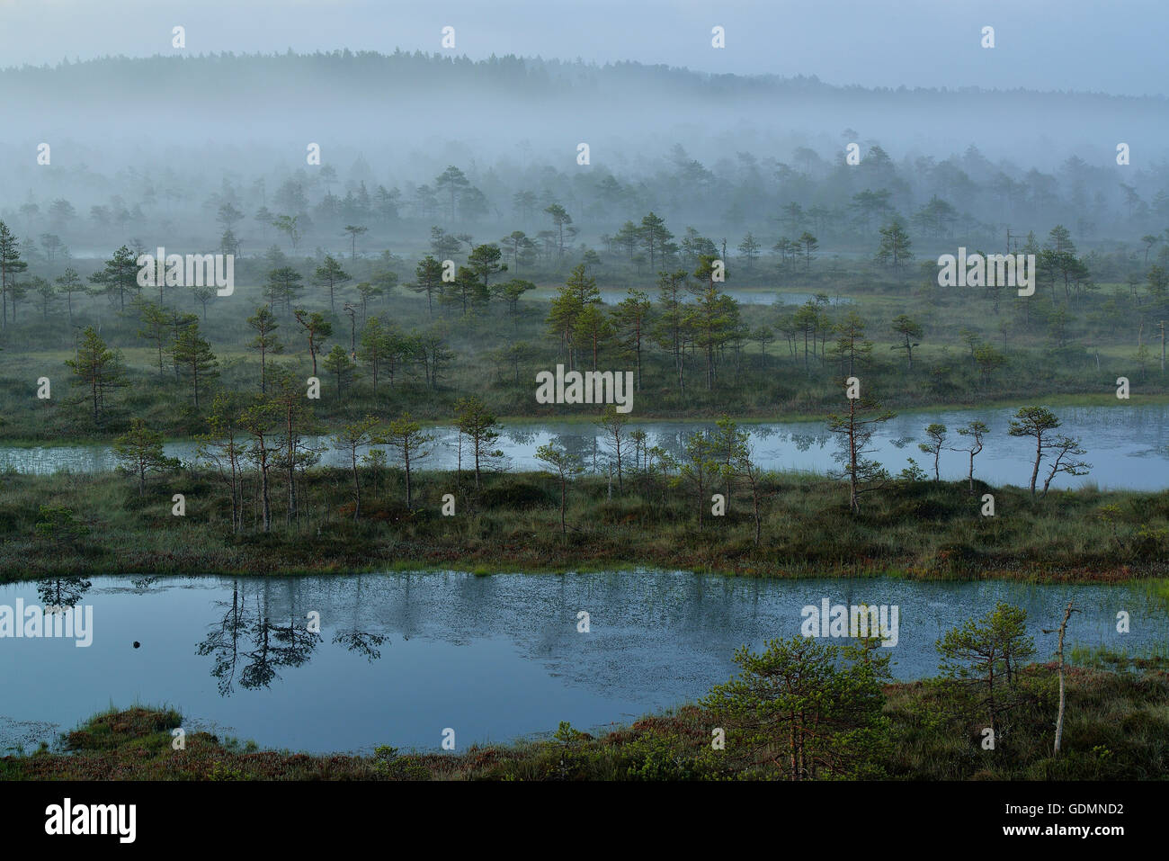 Misty morning in the wetlands Stock Photo