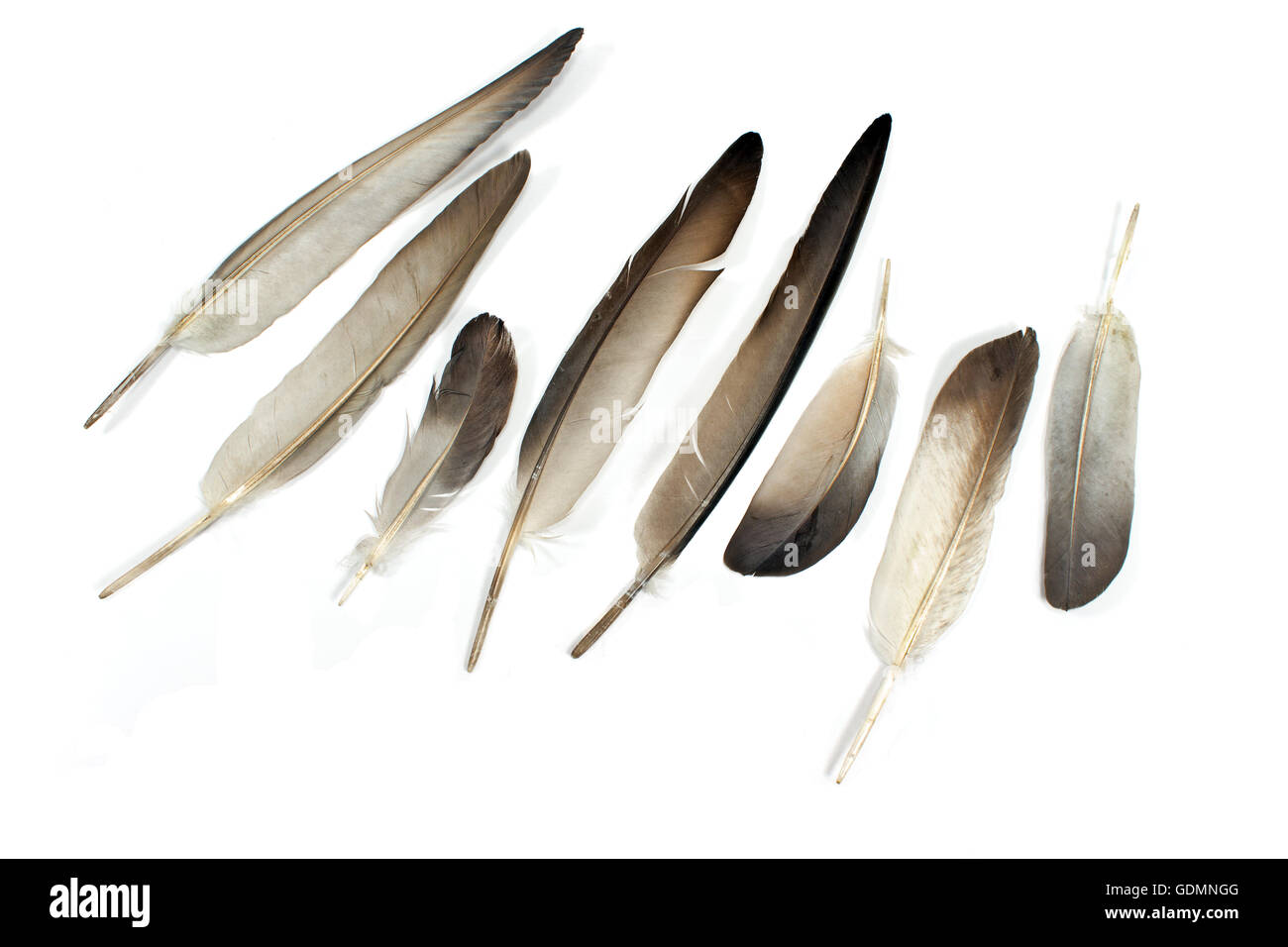 Feathers isolated on white Stock Photo - Alamy