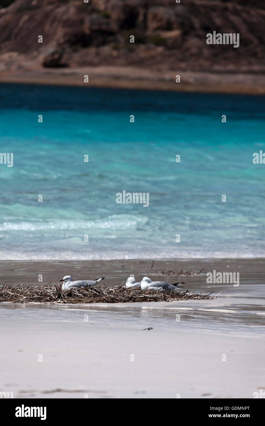 Seagull's laying on Seaweed  ( Croicocephalus novaehollandiae ), Lucky Bay, Esperance Western Australia Stock Photo