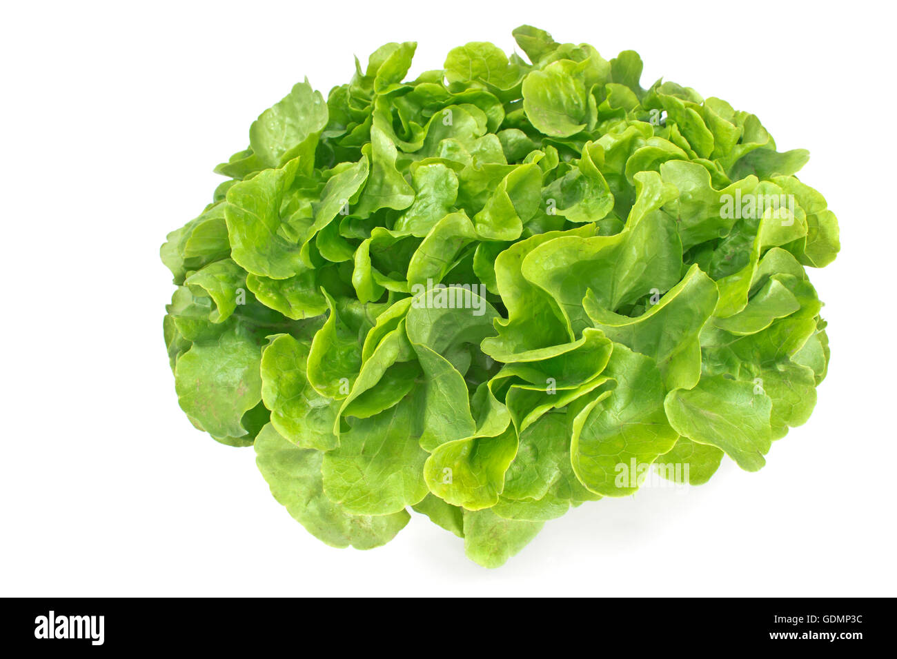 Fresh oak leaf lettuce isolated on white Stock Photo