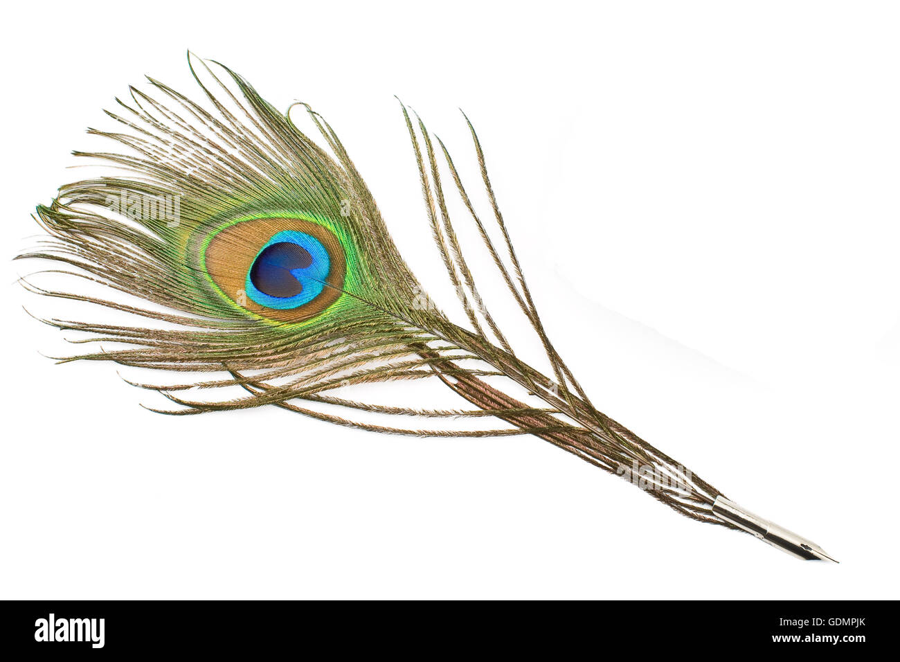 Peacock feather quill isolated on white Stock Photo Alamy