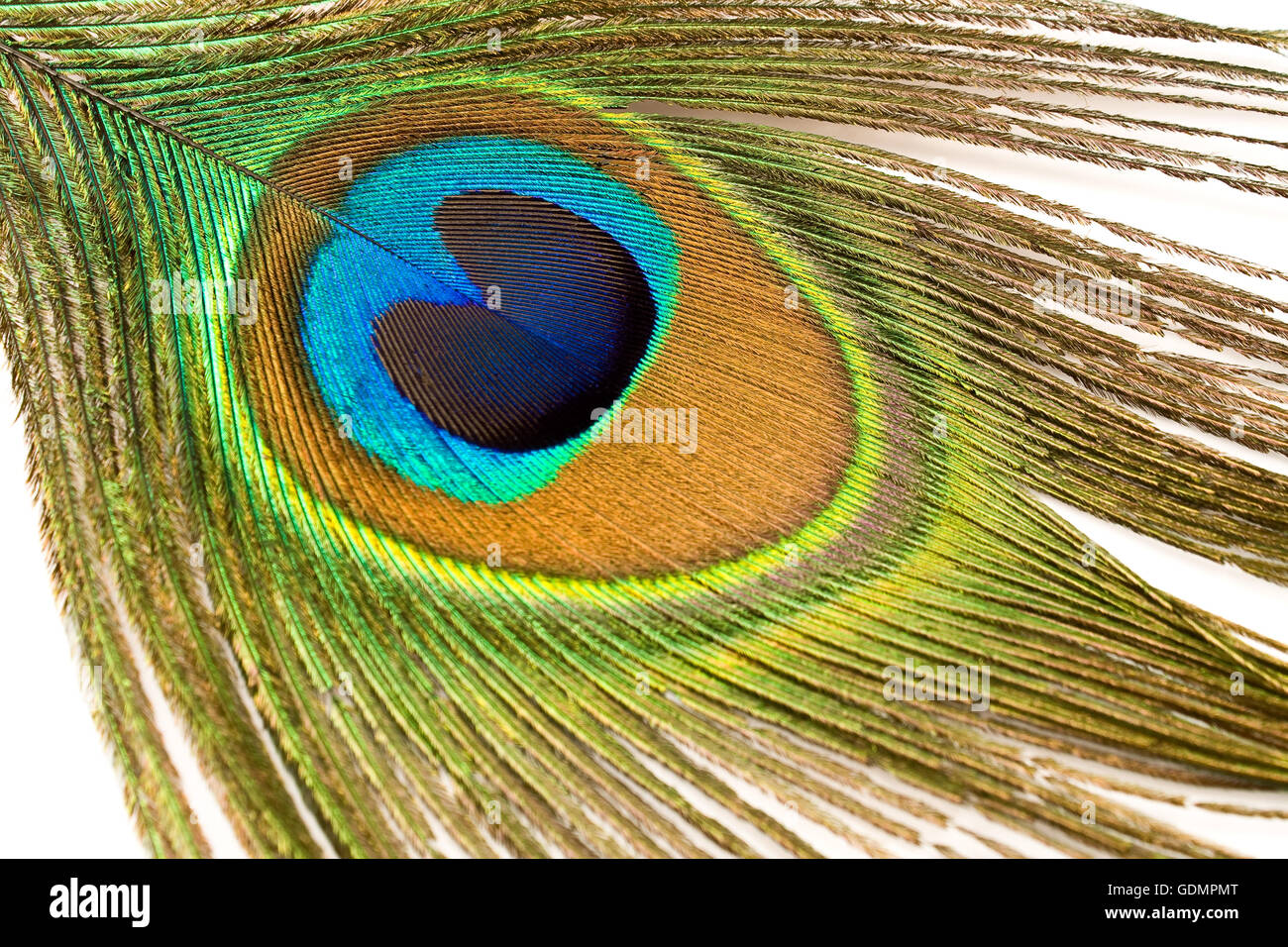 Closeup of a peacock feather Stock Photo