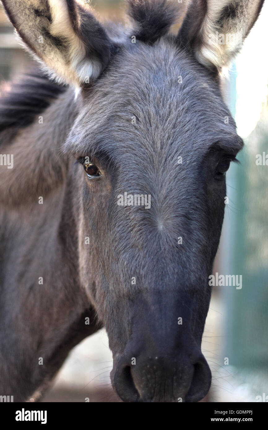 Donkey looking at the camera Stock Photo Alamy