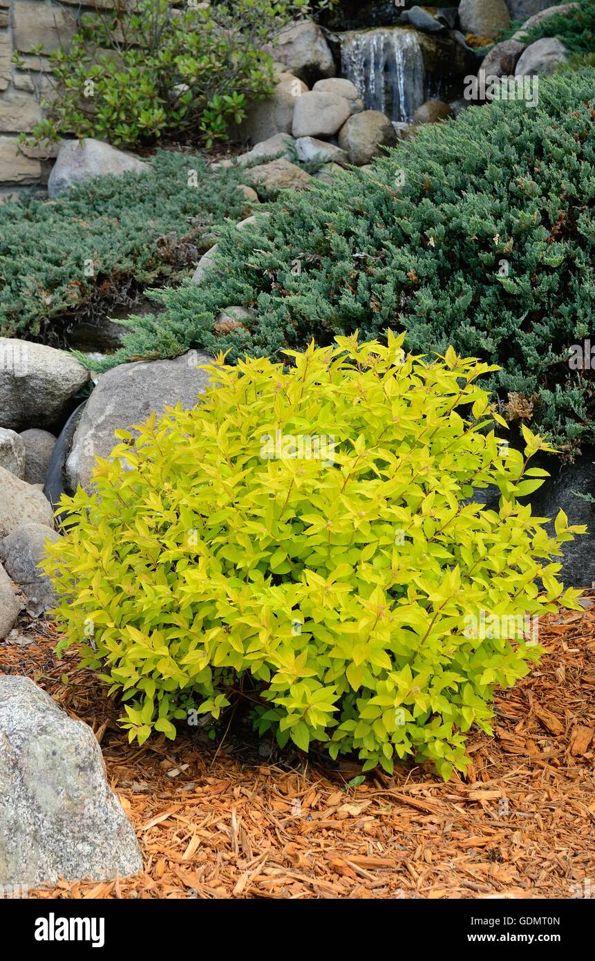 Gold Mound Spirea is a Compact, Mounded Deciduous Shrub Stock Photo