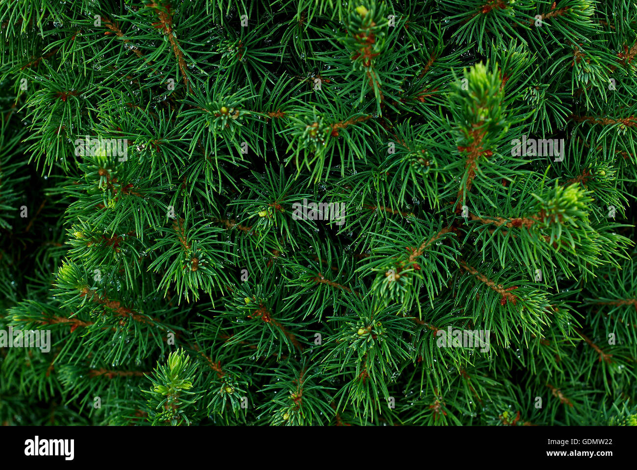 Coniferous bushes, twigs of juniper, green needles texture background . Stock Photo