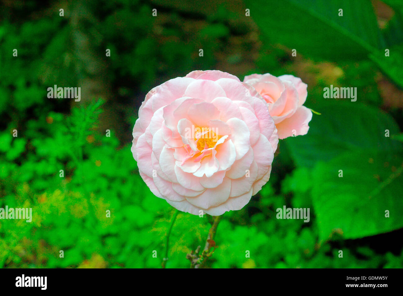 PINK ROSE IN BLOOM Stock Photo - Alamy