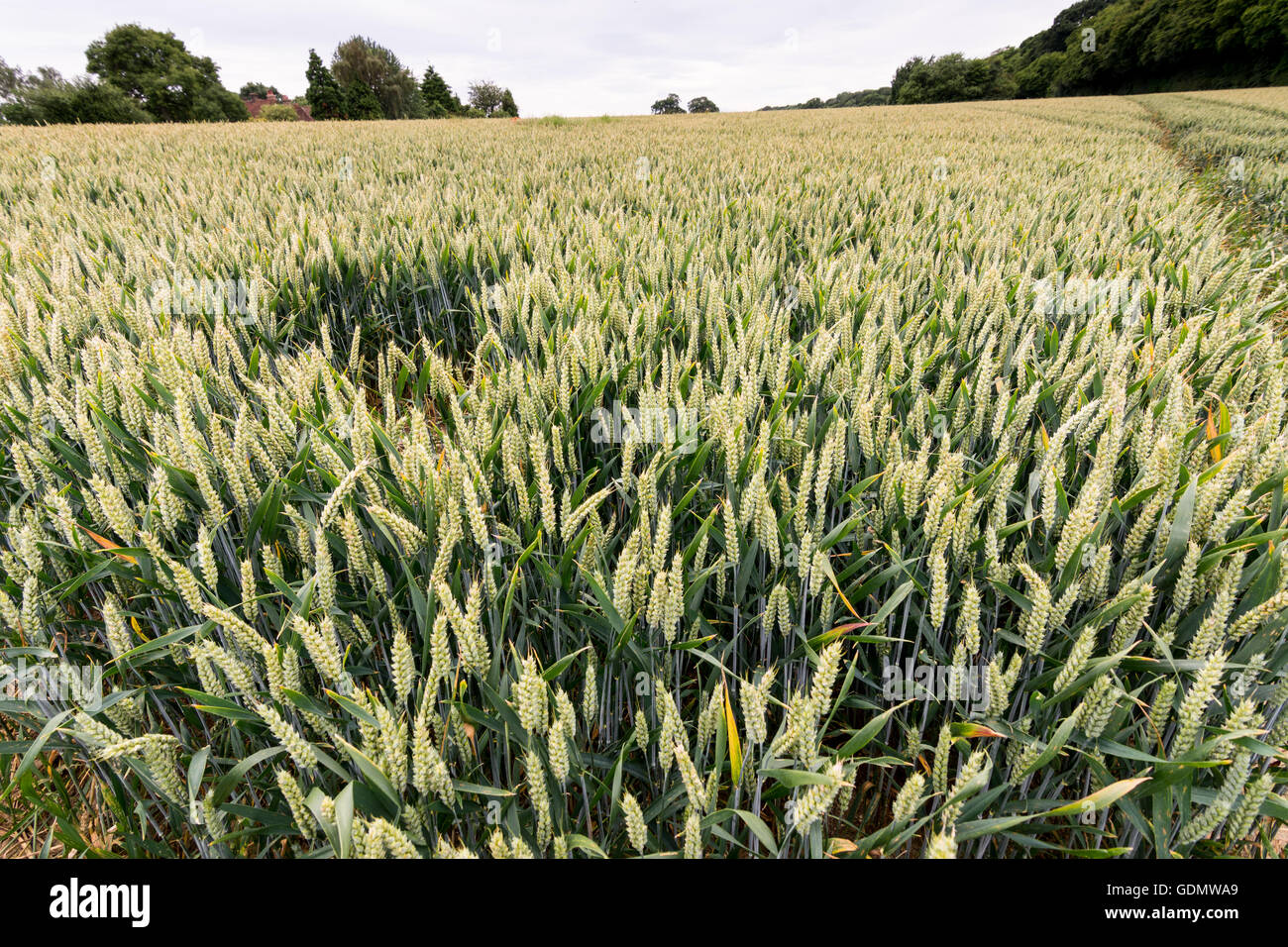Wheat field with a crop of young wheat Stock Photo